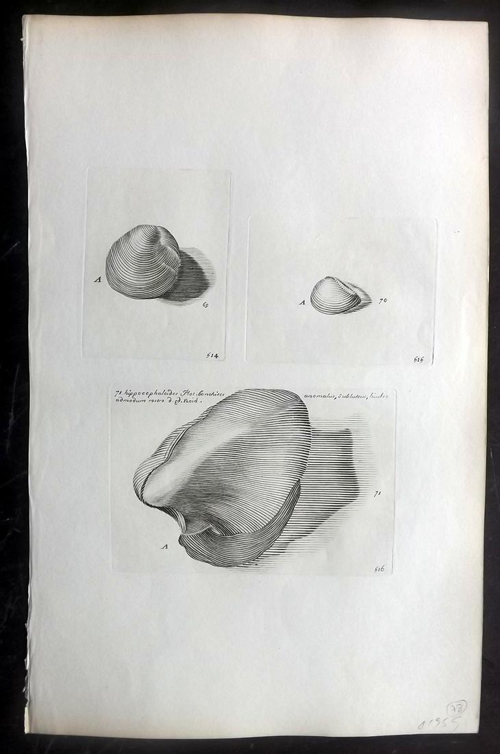 Lister, Martin 1823 Rare Folio Shell Print 514-516: Folio Copper Plate Published 1823, London for "Historia sive synopsis methodica Conchyliorum..." by Martin Lister. Engraved by Susanna and Anna Lister. Rare. Paper Size: 14.5 x 9.5 inch (37 x 24cm) Go