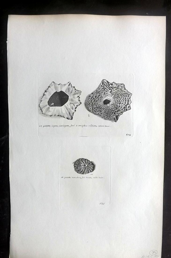 Lister, Martin 1823 Rare Folio Shell Print 534-535: Folio Copper Plate Published 1823, London for "Historia sive synopsis methodica Conchyliorum..." by Martin Lister. Engraved by Susanna and Anna Lister. Rare. Paper Size: 14.5 x 9.5 inch (37 x 24cm) Go