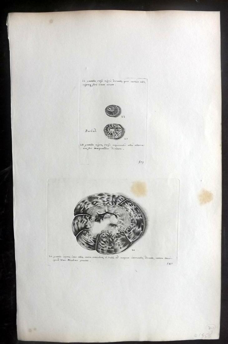 Lister, Martin 1823 Rare Folio Shell Print 539-540: Folio Copper Plate Published 1823, London for "Historia sive synopsis methodica Conchyliorum..." by Martin Lister. Engraved by Susanna and Anna Lister. Rare. Paper Size: 14.5 x 9.5 inch (37 x 24cm) So