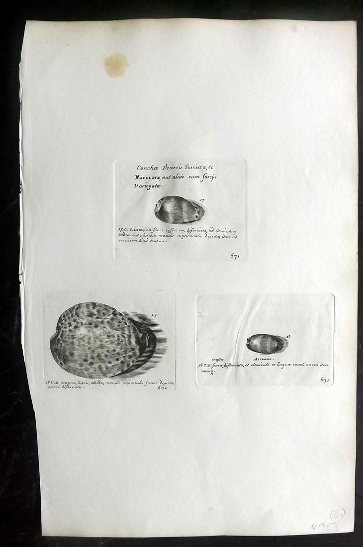 Lister, Martin 1823 Rare Folio Shell Print 671-673: Folio Copper Plate Published 1823, London for "Historia sive synopsis methodica Conchyliorum..." by Martin Lister. Engraved by Susanna and Anna Lister. Rare. Paper Size: 14.5 x 9.5 inch (37 x 24cm) To