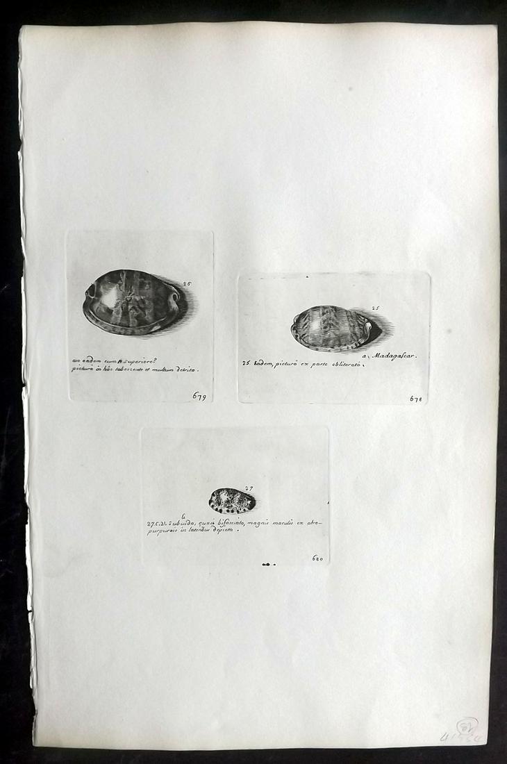 Lister, Martin 1823 Rare Folio Shell Print 678-680: Folio Copper Plate Published 1823, London for "Historia sive synopsis methodica Conchyliorum..." by Martin Lister. Engraved by Susanna and Anna Lister. Rare. Paper Size: 14.5 x 9.5 inch (37 x 24cm) Go