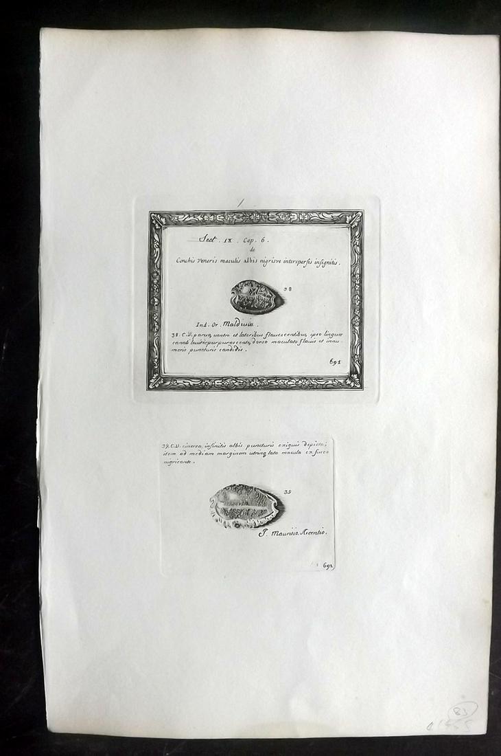 Lister, Martin 1823 Rare Folio Shell Print 691-692: Folio Copper Plate Published 1823, London for "Historia sive synopsis methodica Conchyliorum..." by Martin Lister. Engraved by Susanna and Anna Lister. Rare. Paper Size: 14.5 x 9.5 inch (37 x 24cm) Go