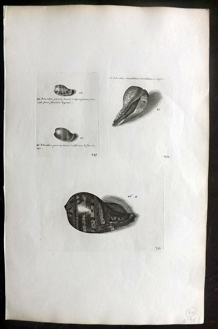 Lister, Martin 1823 Rare Folio Shell Print 749-751: Folio Copper Plate Published 1823, London for "Historia sive synopsis methodica Conchyliorum..." by Martin Lister. Engraved by Susanna and Anna Lister. Rare. Paper Size: 14.5 x 9.5 inch (37 x 24cm) Go