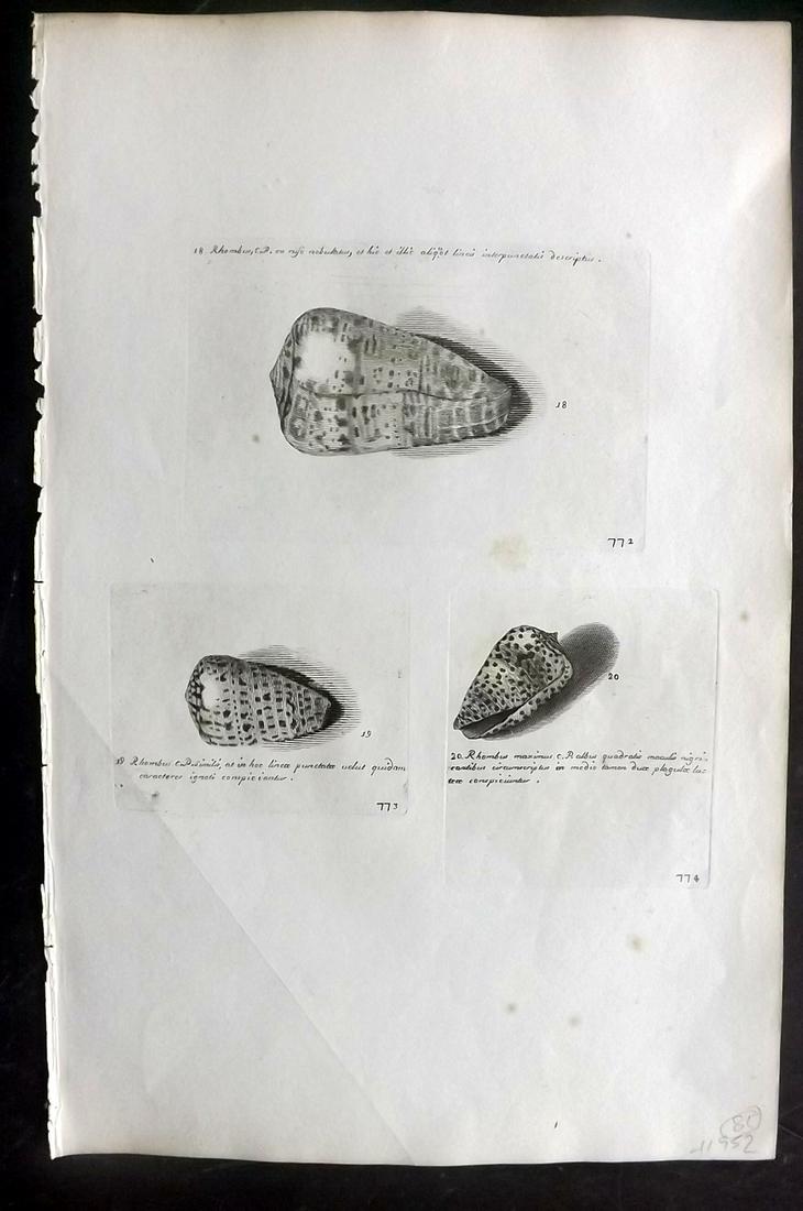 Lister, Martin 1823 Rare Folio Shell Print 772-774: Folio Copper Plate Published 1823, London for "Historia sive synopsis methodica Conchyliorum..." by Martin Lister. Engraved by Susanna and Anna Lister. Rare. Paper Size: 14.5 x 9.5 inch (37 x 24cm) Mi