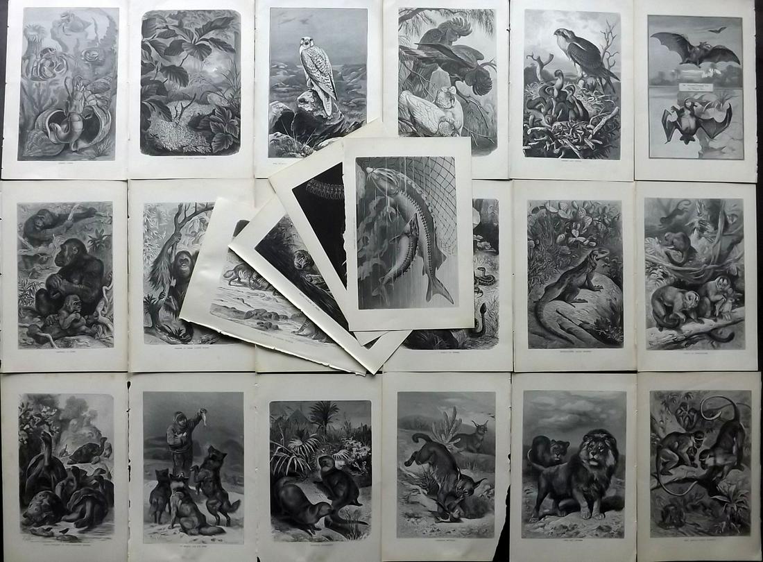 Lydekker, Richard 1896 Lot of 22 Natural History Prints: Wood Engravings (With plain backs) Published 1893-96, London for "The Royal Natural History" by Richard Lydekker. Illustrated by Smit, Keulemans, Wolf and others. Paper Size: 10 x 6.5 inch (25 x 16.5c