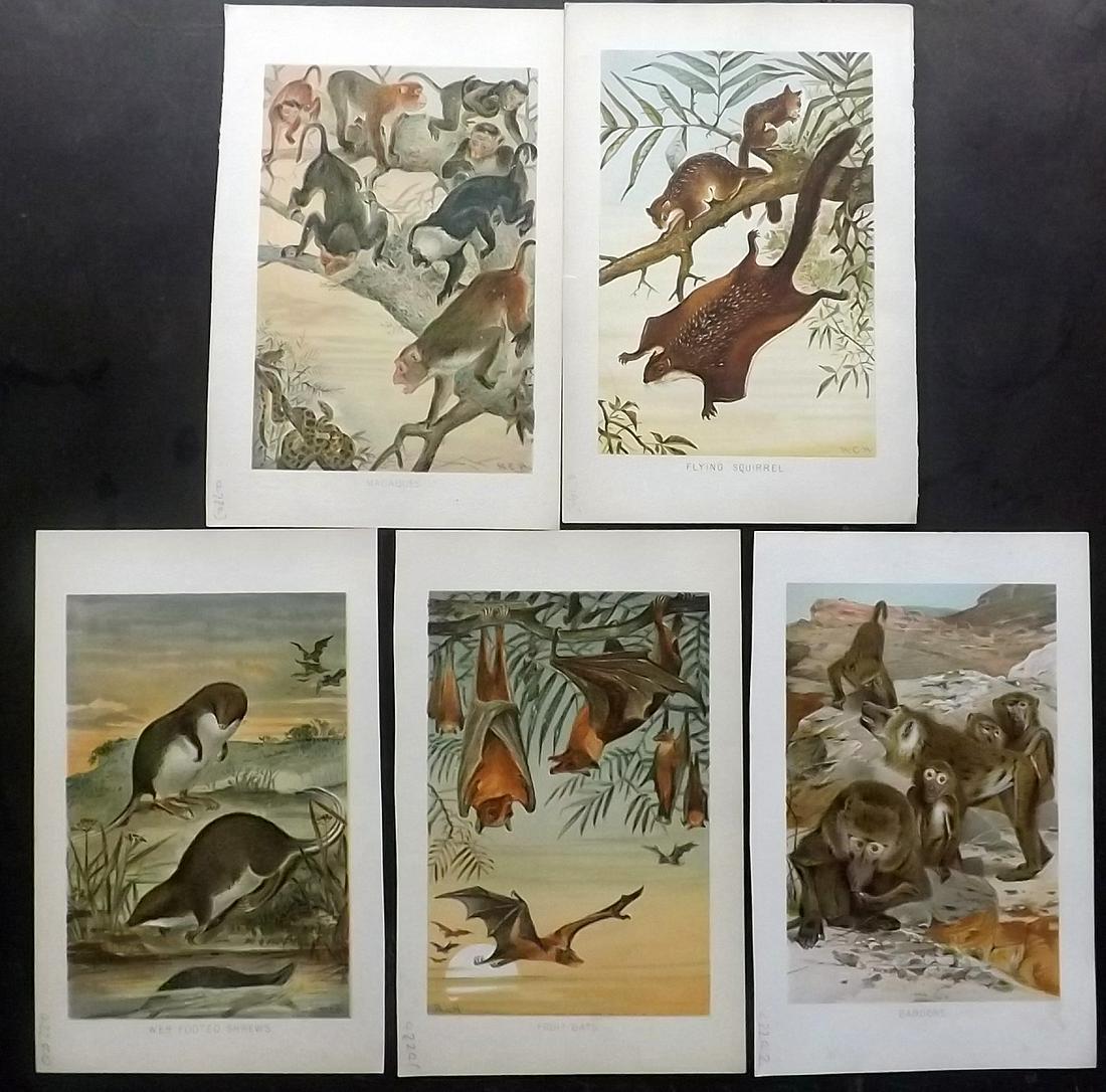 Lydekker, Richard 1896 Lot of 5 Natural History Prints: Chromolithographs Published 1893-96, London for "The Royal Natural History" by Richard Lydekker. Illustrated by Smit, Keulemans, Wolf and others. Paper Size: 10 x 6.5 inch (25 x 16.5cm) Good Condition