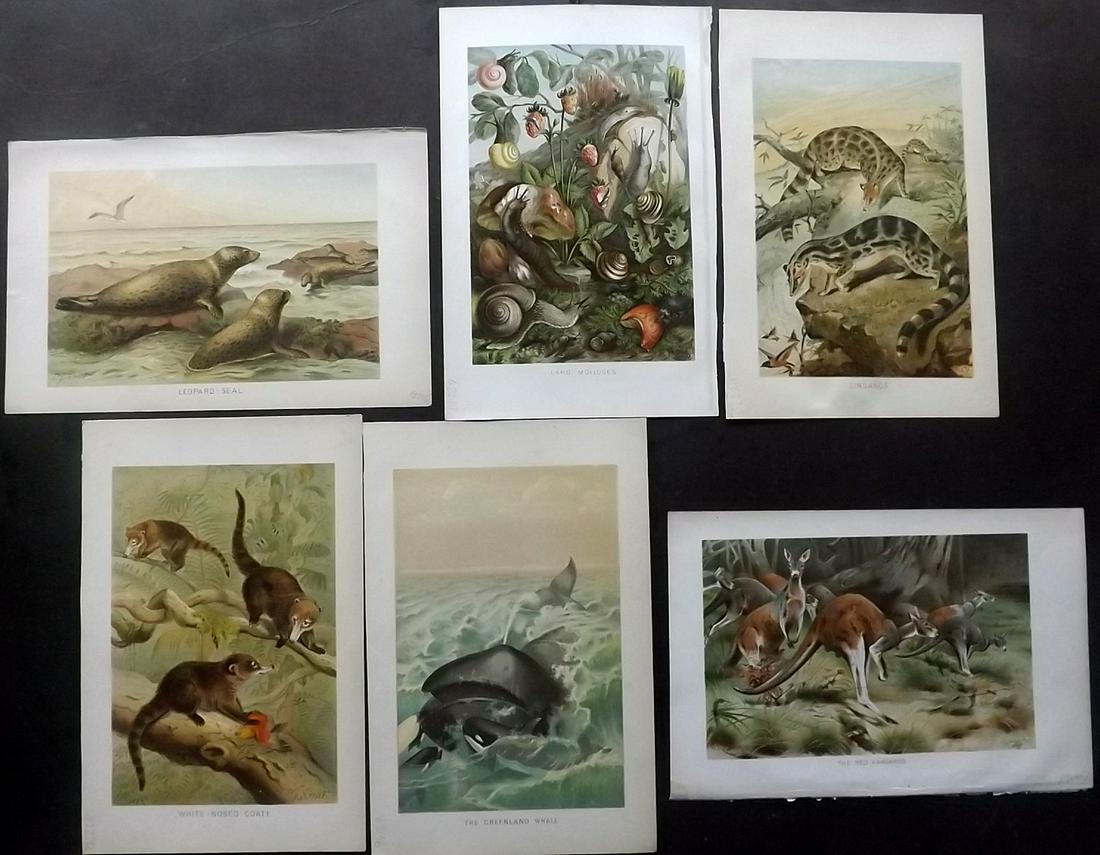 Lydekker, Richard 1896 Lot of 6 Natural History Prints: Chromolithographs Published 1893-96, London for "The Royal Natural History" by Richard Lydekker. Illustrated by Smit, Keulemans, Wolf and others. Paper Size: 10 x 6.5 inch (25 x 16.5cm) Good Condition