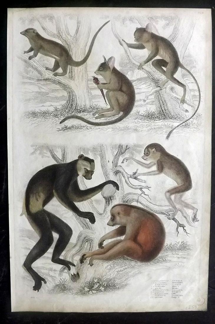 MacGillivray, William 1840 Folio HC Print. Loris: Folio Hand Coloured Steel Engraving with Etching Published 1835-40, Edinburgh for "The Edinburgh Journal of Natural History, and of the Physical Sciences" by William MacGillivray. Paper Size: 13.5 x 9