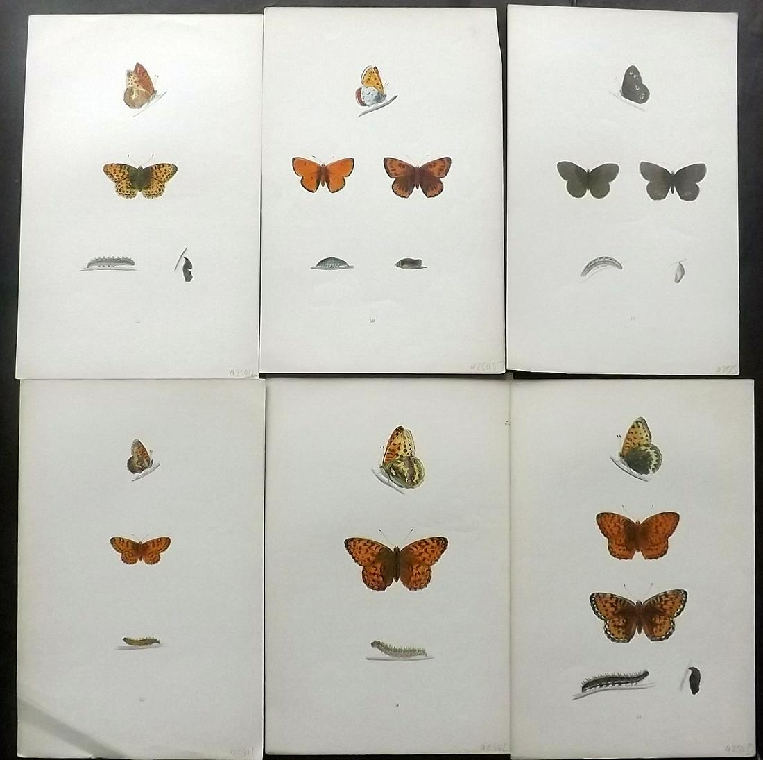 Morris, Francis 1904 Lot of 6 Hand Col Butterfly Prints (1 of 2)