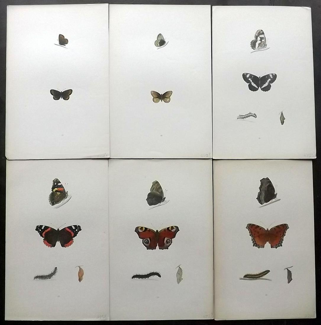 Morris, Francis 1904 Lot of 6 Hand Col Butterfly Prints (1 of 2)