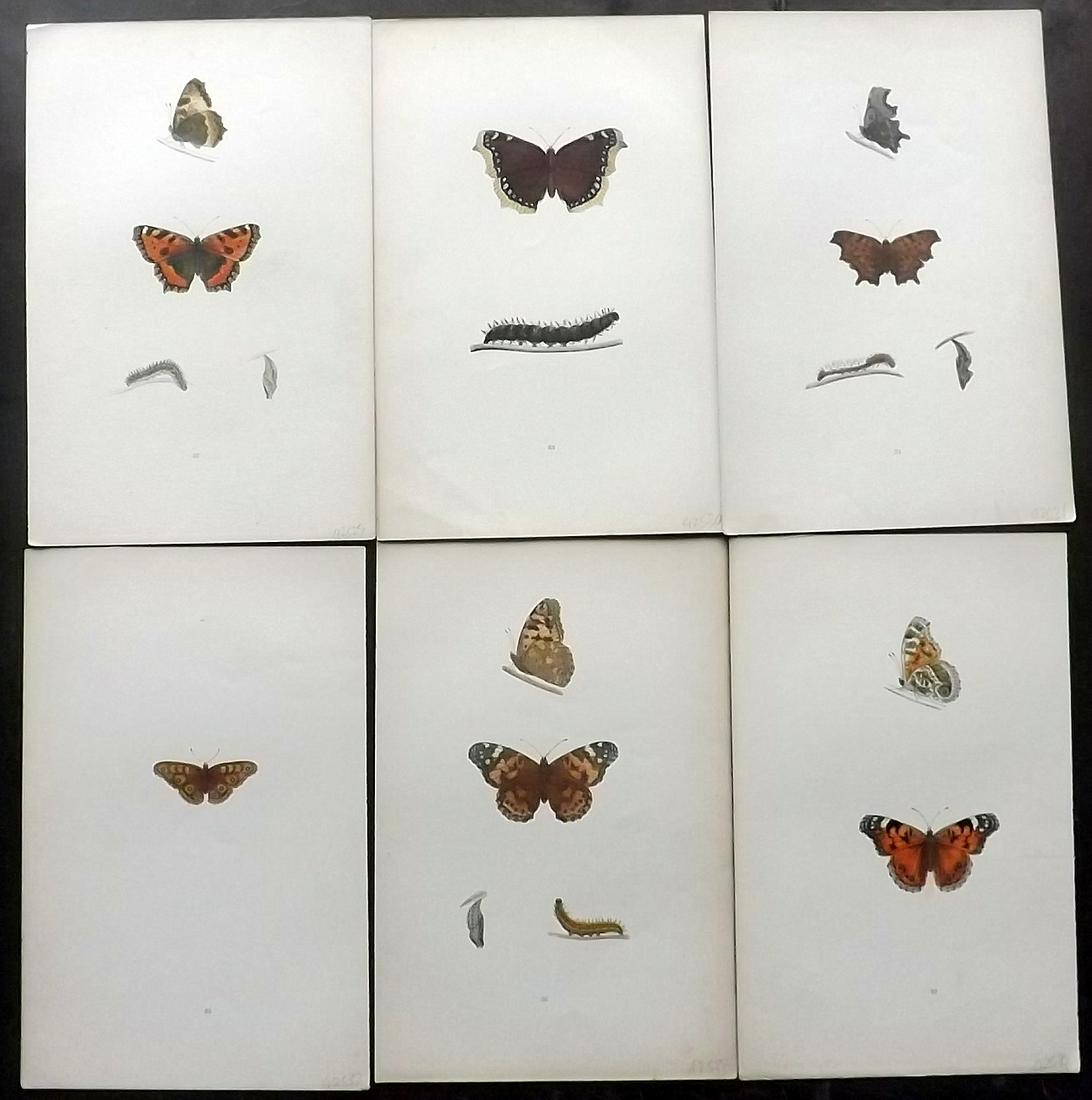 Morris, Francis 1904 Lot of 6 Hand Col Butterfly Prints (1 of 2)