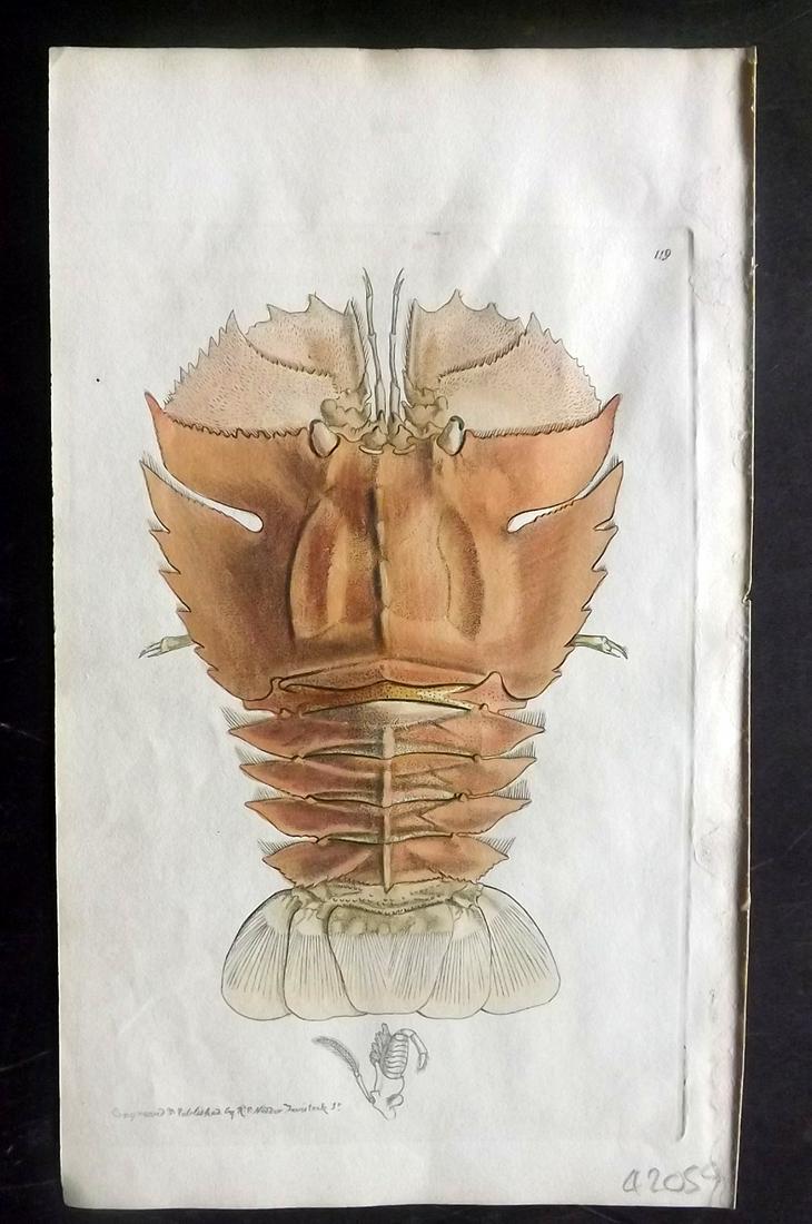 Nodder, Richard 1815 HCol Print. Australia Lobster 119 (1 of 1)
