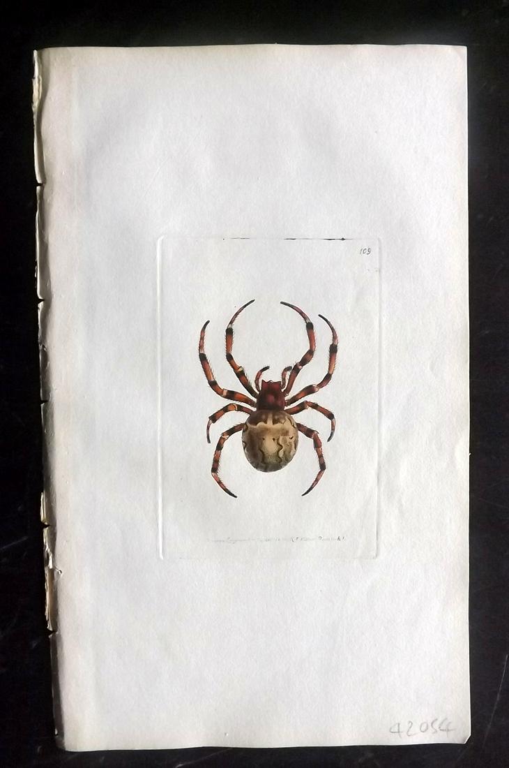 Nodder, Richard 1815 HCol Print. Gigantic Spider 109 (1 of 1)