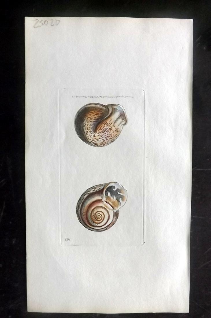 Nodder, Richard 1815 HCol Print. Grinning Shell 107 (1 of 1)