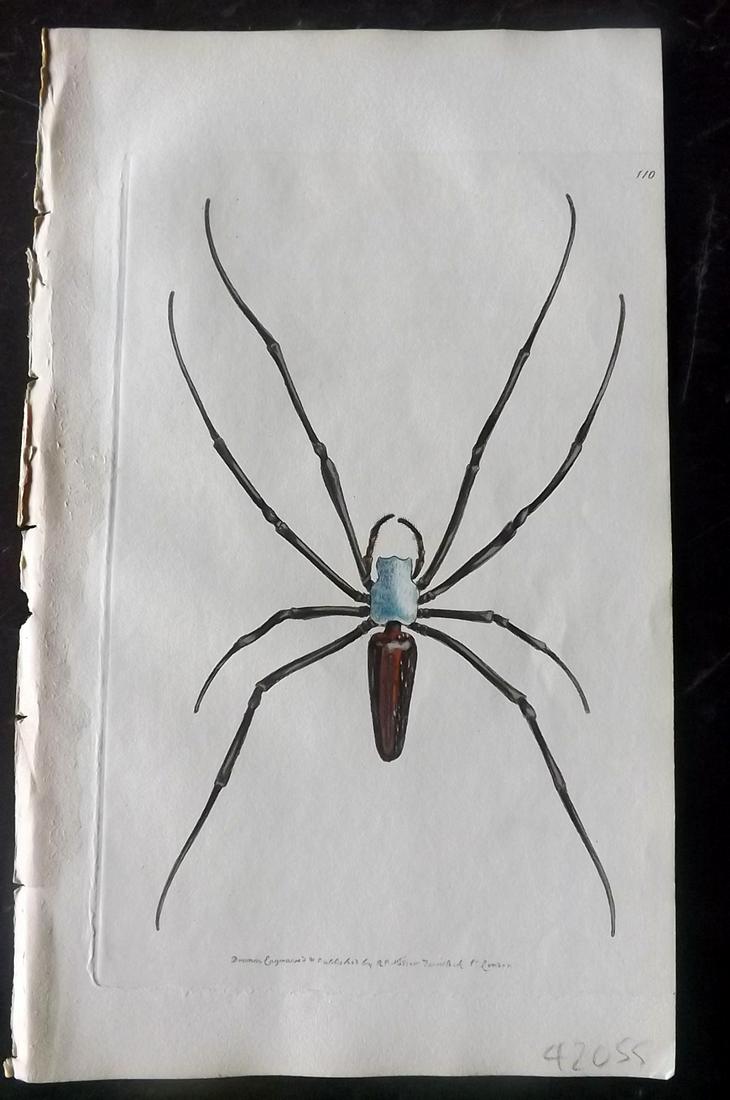 Nodder, Richard 1815 HCol Print. Nephila Spider 110 (1 of 1)