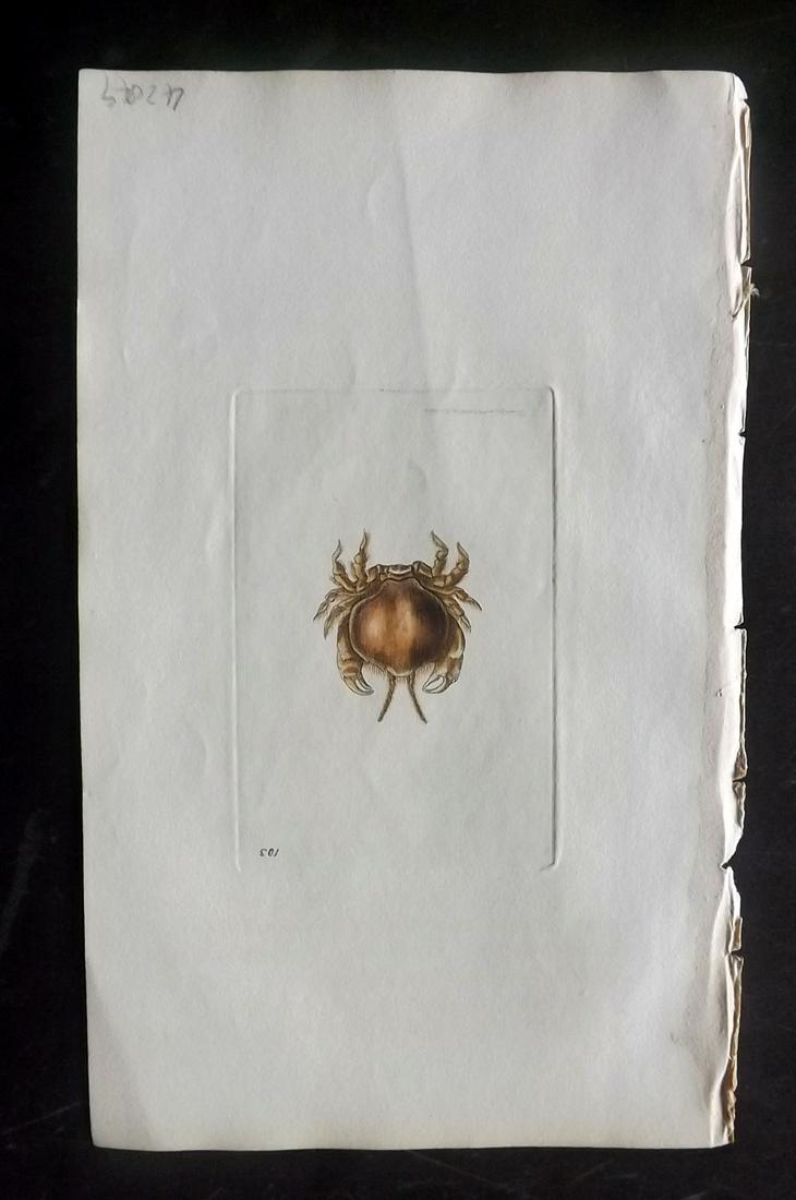 Nodder, Richard 1815 HCol Print. Polished Thia Crab 103 (1 of 1)