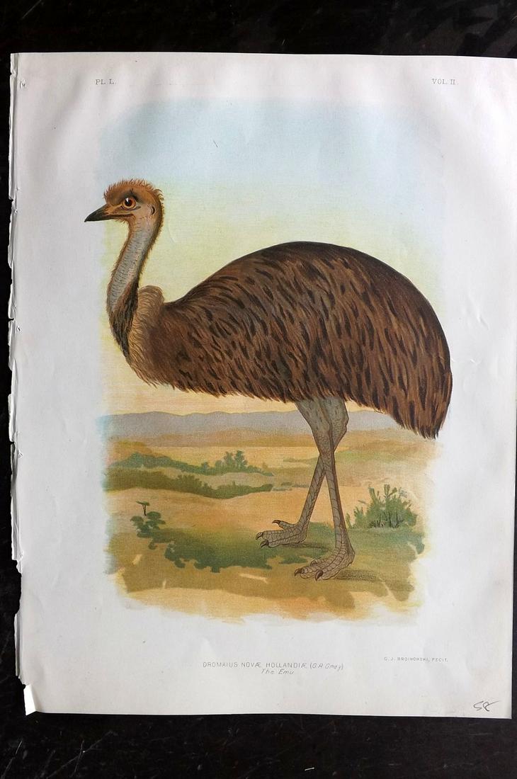Broinowski, Gracius 1891 Australian Bird Print. Emu: Plate 50. Chromolithographs Published 1887-91, Melbourne & Sydney for "The Birds of Australia..." by Gracius Joseph Broinowski. Rare. Limited to 1000 Sets. Paper Size: 14 x 10.5 inch (36 x 27cm) One w