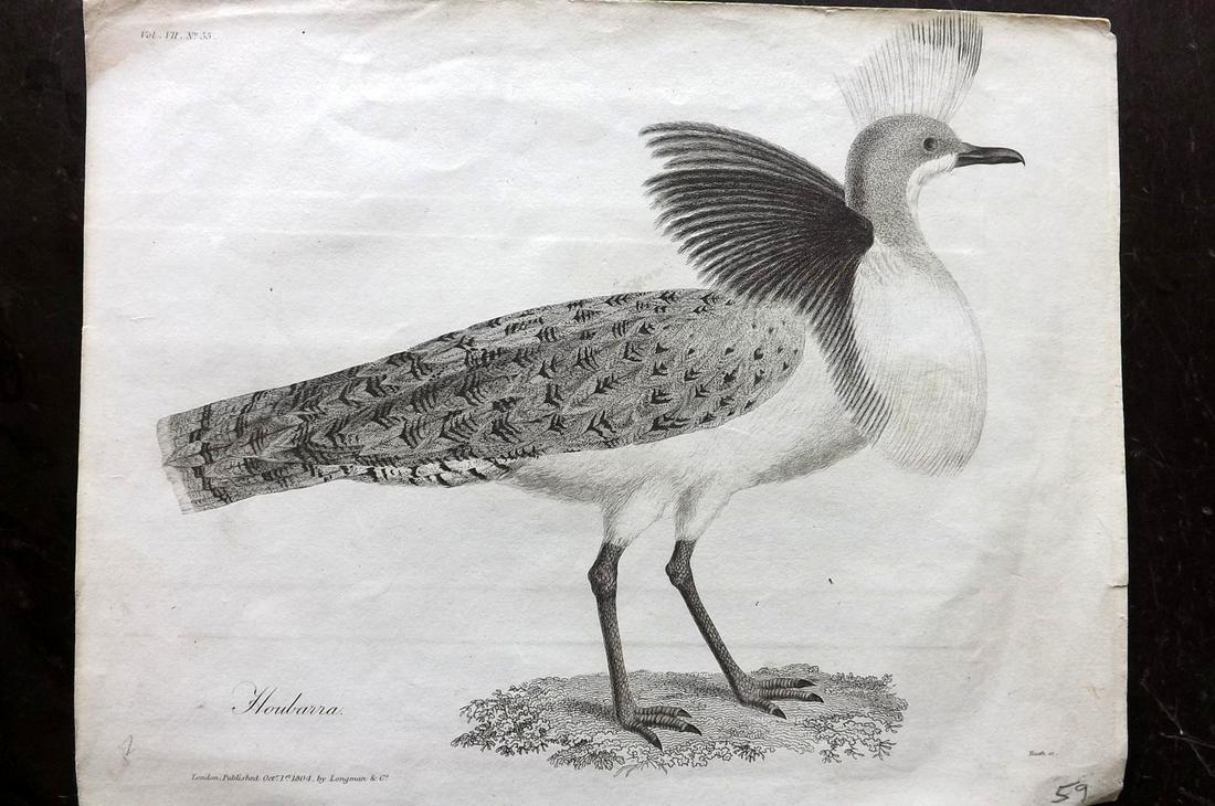 Bruce, James 1804 Antique Bird Print. Houbara Bustard: Copper Plate Published 1804-05, Edinburgh for "Travels to discover the source of the Nile" by James Bruce. Scarce. Paper Size: 11.5 x 9 inch (29 x 23cm) Very minor wrinkles, right margin. Very minor b