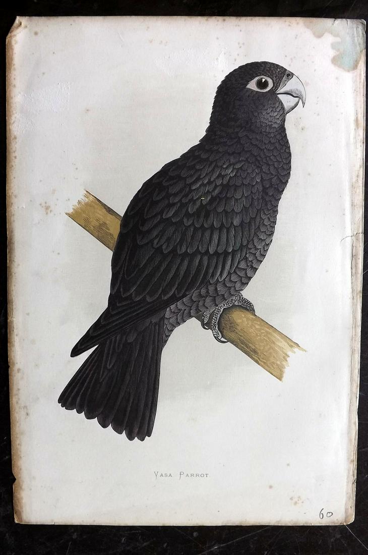 Greene, William 1887 Hand Col Bird Print. Yasa Parrot (1 of 2)