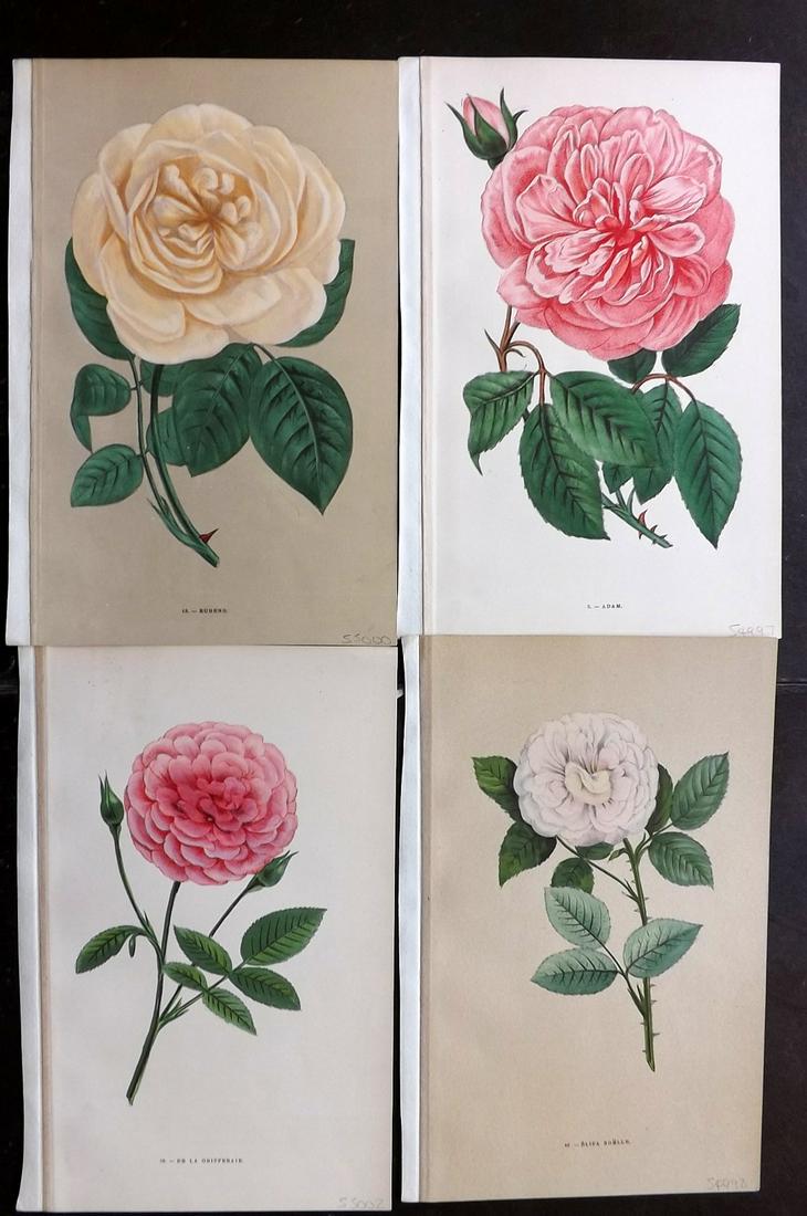Jamain, Hippolyte 1873 Lot of 4 Botanical Prints of (1 of 2)