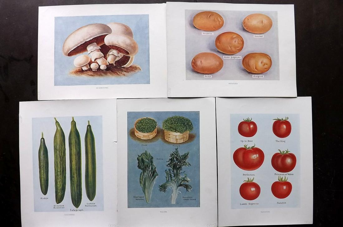 Wright, John 1890 Lot of 5 Vegetable Prints (1 of 2)