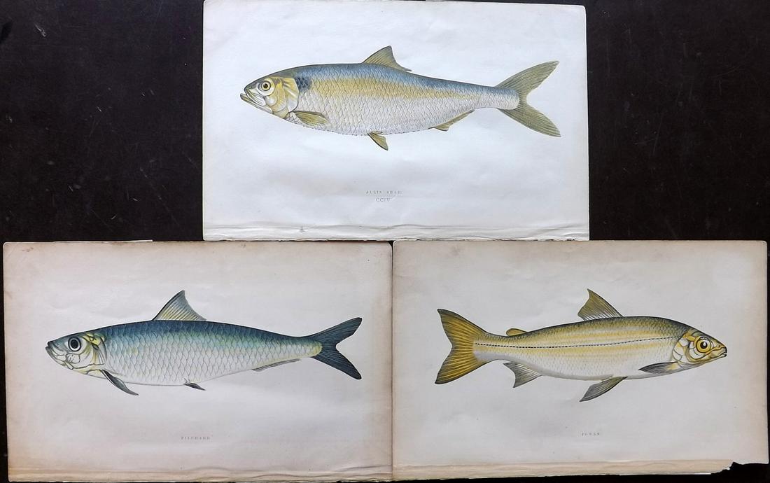 Couch, Jonathan 1877 Lot of 3 Fish Prints: Color Printed Woodblocks Published 1862, London for "A History of the Fishes of the British Islands" by Jonathan Couch. Paper Size: 9.5 x 6.5 inch (24 x 16.5cm) Minor margin toning, otherwise Good Con