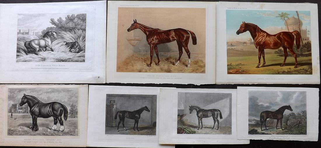 Horses 19th Cent. Lot of 7 Antique Prints (1 of 2)