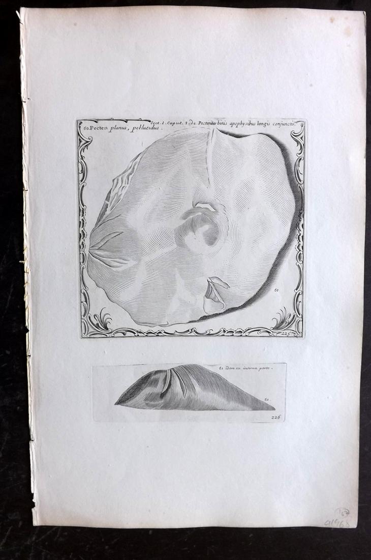 Lister, Martin 1823 Rare Folio Shell Print 225-226: Folio Copper Plate Published 1823, London for "Historia sive synopsis methodica Conchyliorum..." by Martin Lister. Engraved by Susanna and Anna Lister. Rare. Paper Size: 14.5 x 9.5 inch (37 x 24cm) Go