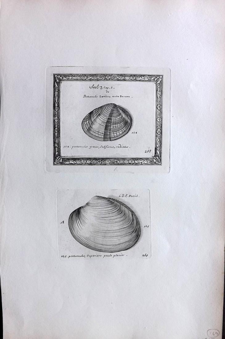 Lister, Martin 1823 Rare Folio Shell Print 268-269 (1 of 2)