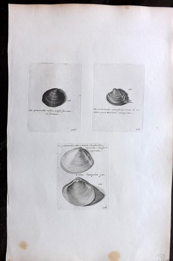 Lister, Martin 1823 Rare Folio Shell Print 306-308: Folio Copper Plate Published 1823, London for "Historia sive synopsis methodica Conchyliorum..." by Martin Lister. Engraved by Susanna and Anna Lister. Rare. Paper Size: 14.5 x 9.5 inch (37 x 24cm) A 