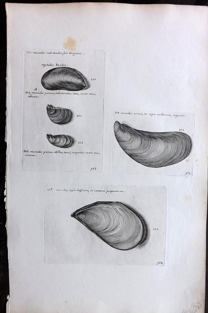 Lister, Martin 1823 Rare Folio Shell Print 362-364: Folio Copper Plate Published 1823, London for "Historia sive synopsis methodica Conchyliorum..." by Martin Lister. Engraved by Susanna and Anna Lister. Rare. Paper Size: 14.5 x 9.5 inch (37 x 24cm) Mi