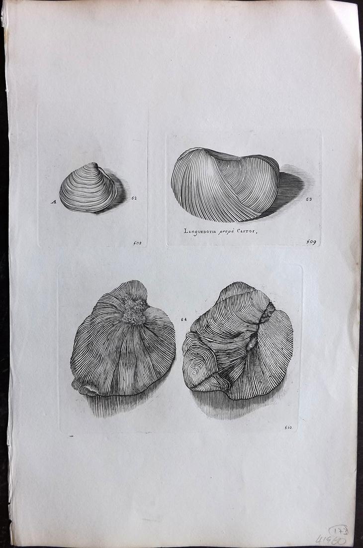 Lister, Martin 1823 Rare Folio Shell Print 508-510: Folio Copper Plate Published 1823, London for "Historia sive synopsis methodica Conchyliorum..." by Martin Lister. Engraved by Susanna and Anna Lister. Rare. Paper Size: 14.5 x 9.5 inch (37 x 24cm) Go