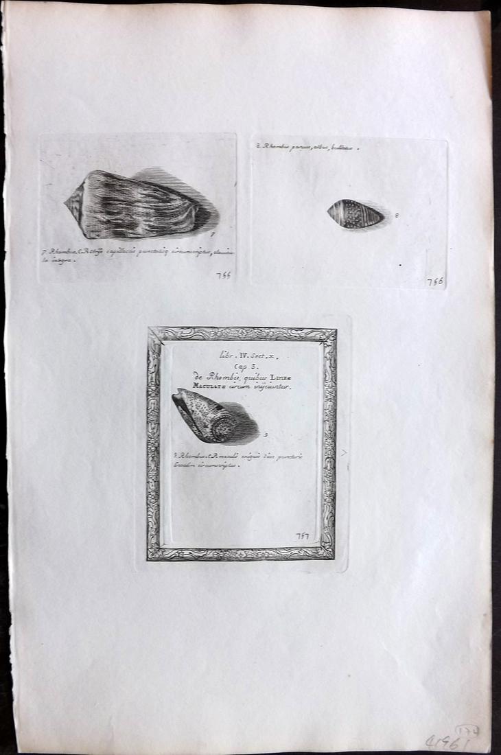 Lister, Martin 1823 Rare Folio Shell Print 755-757: Folio Copper Plate Published 1823, London for "Historia sive synopsis methodica Conchyliorum..." by Martin Lister. Engraved by Susanna and Anna Lister. Rare. Paper Size: 14.5 x 9.5 inch (37 x 24cm) Go
