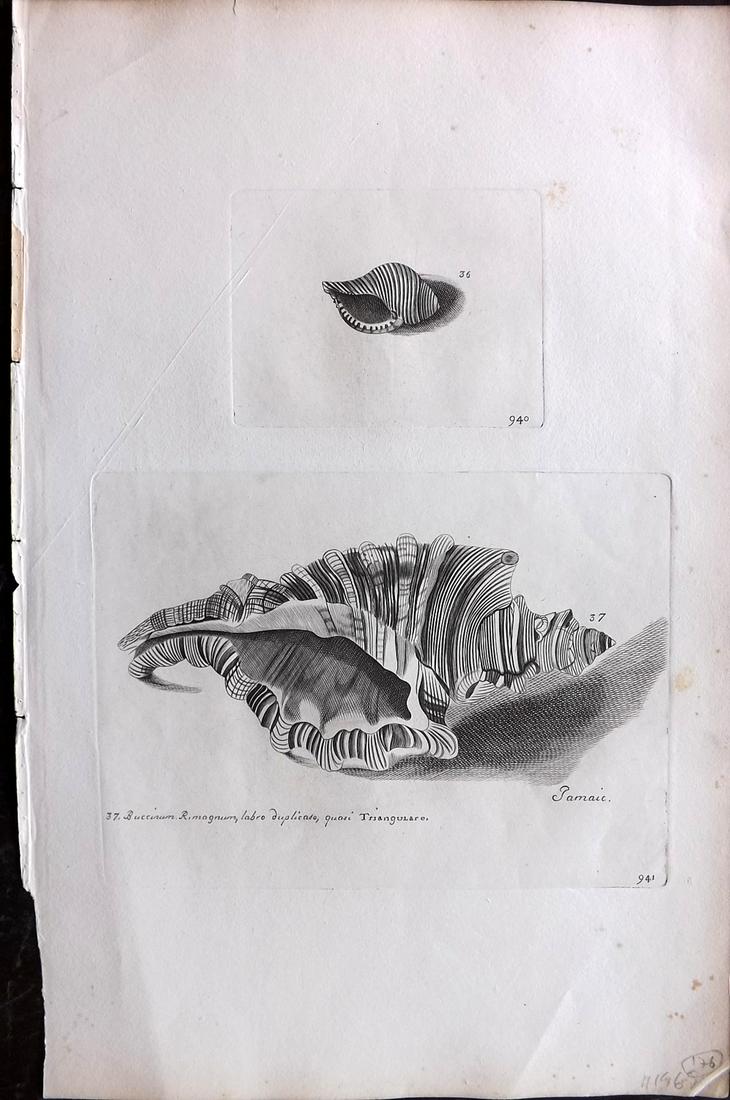 Lister, Martin 1823 Rare Folio Shell Print 940-941 (1 of 2)