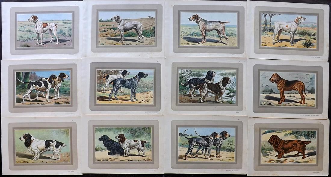 Mahler, P 1931 Lot of 12 Vintage Dog Prints (1 of 2)