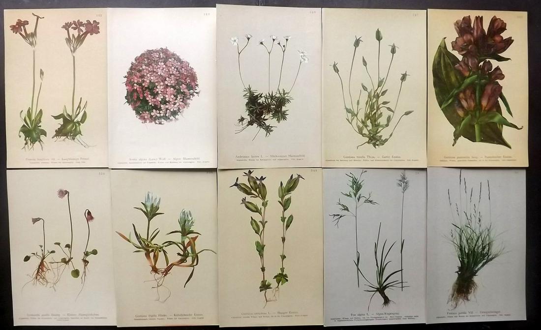 Hartinger, Anton 1897 Lot of 10 Botanical Prints: Chromolithographs Published 1897, Vienna for "Atlas der Alpenflora" by Anton Hartinger. Paper Size: 7.5 x 5 inch (19 x 13cm) Good Condition