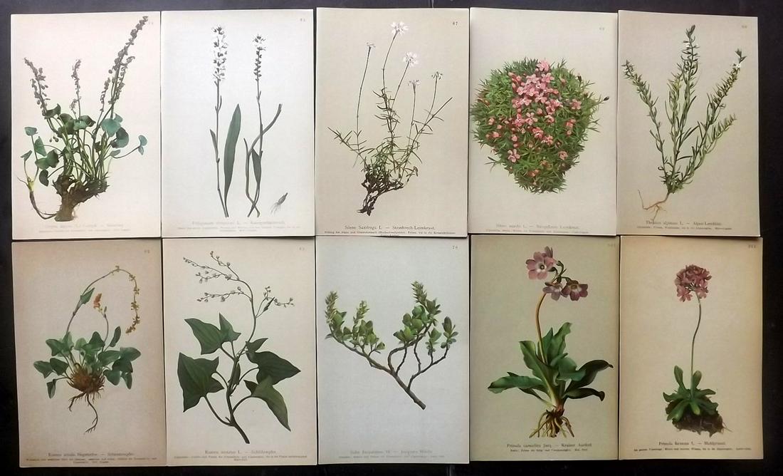 Hartinger, Anton 1897 Lot of 10 Botanical Prints: Chromolithographs Published 1897, Vienna for "Atlas der Alpenflora" by Anton Hartinger. Paper Size: 7.5 x 5 inch (19 x 13cm) Good Condition