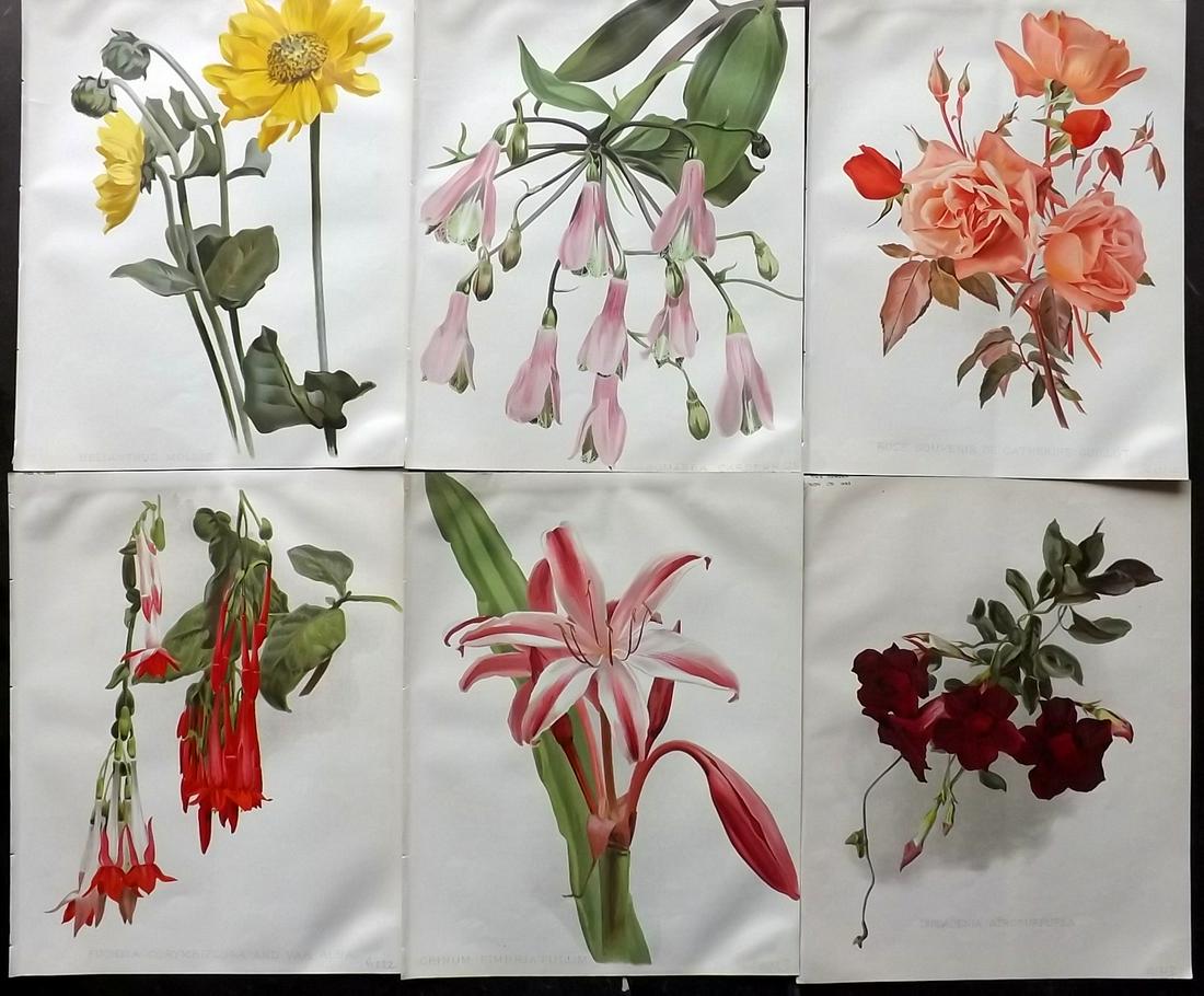 The Garden 1890's Lot of 6 Antique Botanical Prints: Chromolithographs Published 1872-1927, London for "The Garden. An Illustrated Weekly Journal of Horticulture in all its Branches" Edited by William Robinson and others. Paper Size: 11.5 x 9 inch (29 x