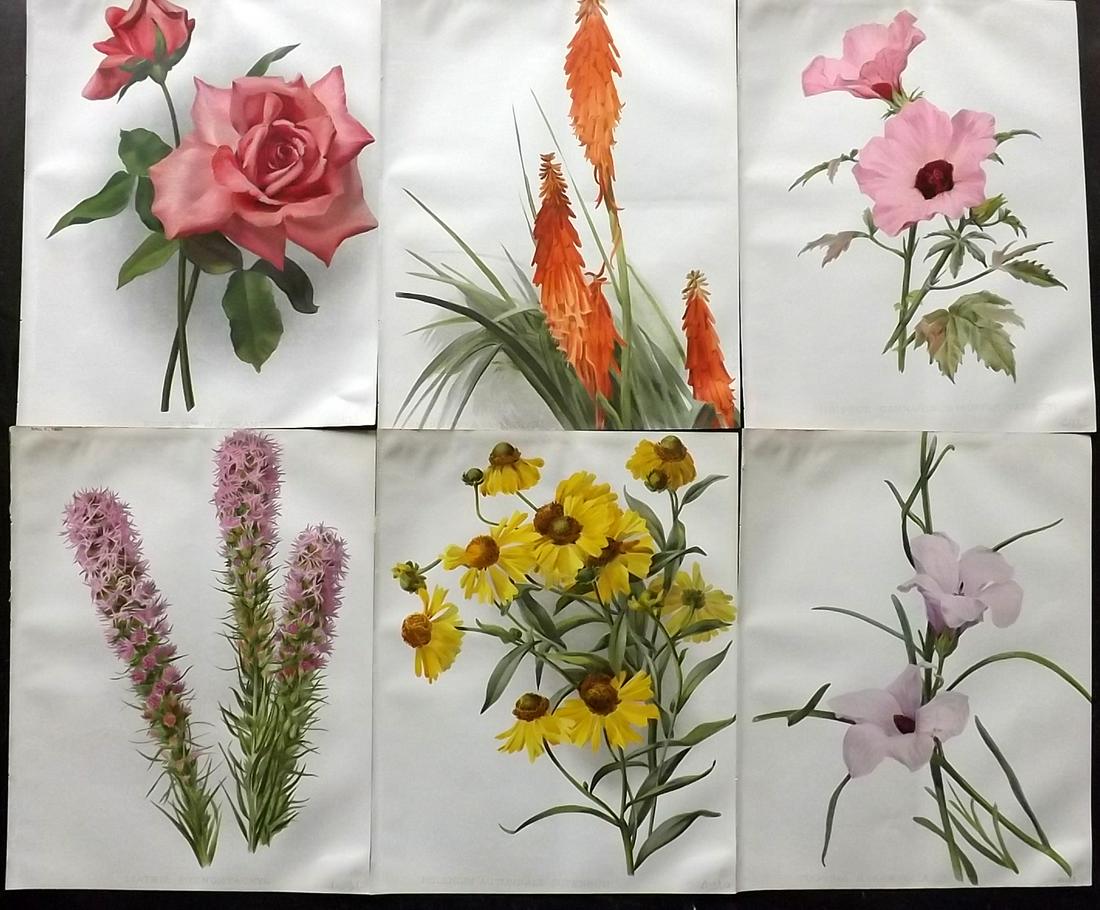 The Garden 1890's Lot of 6 Antique Botanical Prints: Chromolithographs Published 1872-1927, London for "The Garden. An Illustrated Weekly Journal of Horticulture in all its Branches" Edited by William Robinson and others. Paper Size: 11.5 x 9 inch (29 x