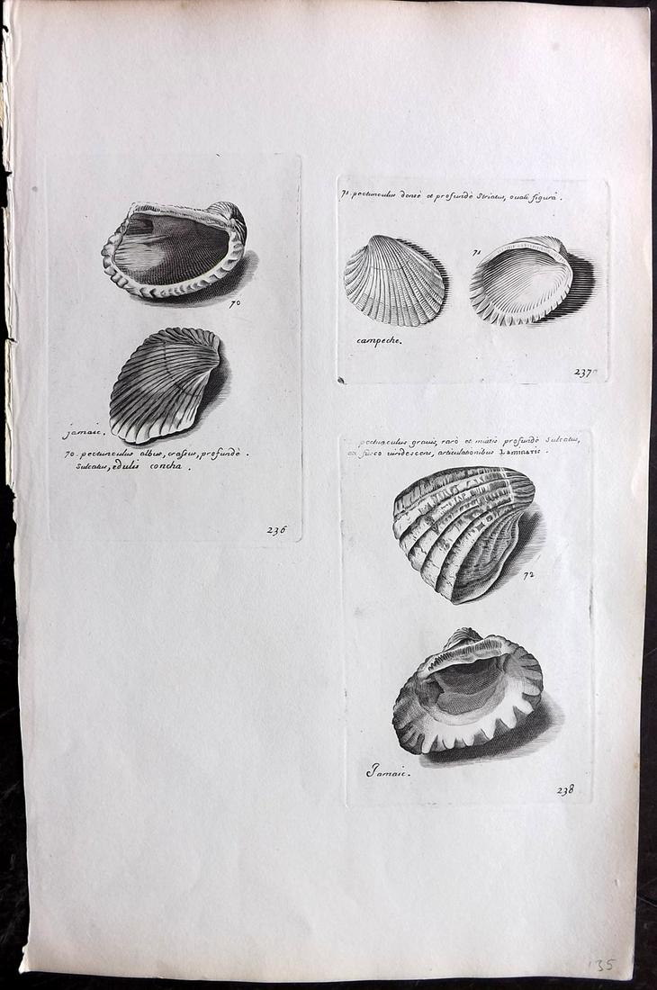 Lister, Martin 1823 Rare Folio Shell Print 236-238: Folio Copper Plate Published 1823, London for "Historia sive synopsis methodica Conchyliorum..." by Martin Lister. Engraved by Susanna and Anna Lister. Rare. Paper Size: 14.5 x 9.5 inch (37 x 24cm) Go
