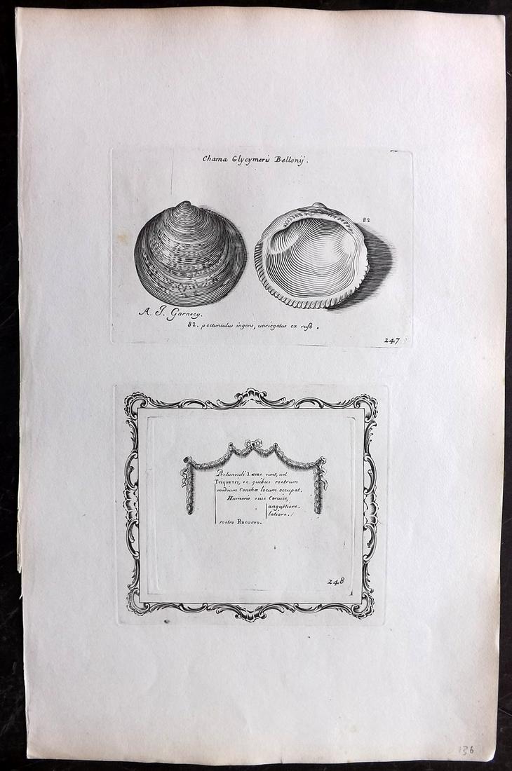 Lister, Martin 1823 Rare Folio Shell Print 247-248: Folio Copper Plate Published 1823, London for "Historia sive synopsis methodica Conchyliorum..." by Martin Lister. Engraved by Susanna and Anna Lister. Rare. Paper Size: 14.5 x 9.5 inch (37 x 24cm) Go