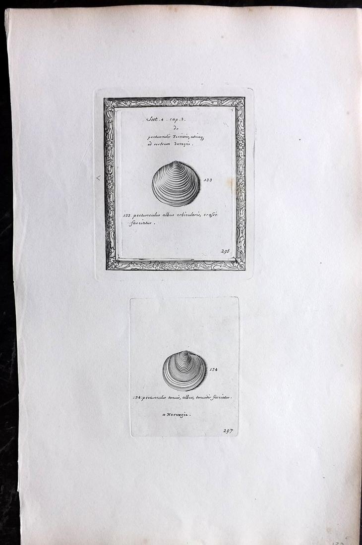 Lister, Martin 1823 Rare Folio Shell Print 296-297: Folio Copper Plate Published 1823, London for "Historia sive synopsis methodica Conchyliorum..." by Martin Lister. Engraved by Susanna and Anna Lister. Rare. Paper Size: 14.5 x 9.5 inch (37 x 24cm) Ti