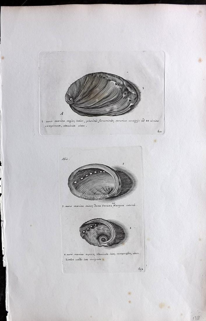 Lister, Martin 1823 Rare Folio Shell Print 611-612: Folio Copper Plate Published 1823, London for "Historia sive synopsis methodica Conchyliorum..." by Martin Lister. Engraved by Susanna and Anna Lister. Rare. Paper Size: 14.5 x 9.5 inch (37 x 24cm) So