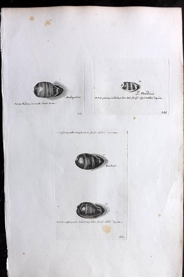 Lister, Martin 1823 Rare Folio Shell Print 665-667: Folio Copper Plate Published 1823, London for "Historia sive synopsis methodica Conchyliorum..." by Martin Lister. Engraved by Susanna and Anna Lister. Rare. Paper Size: 14.5 x 9.5 inch (37 x 24cm) Mi