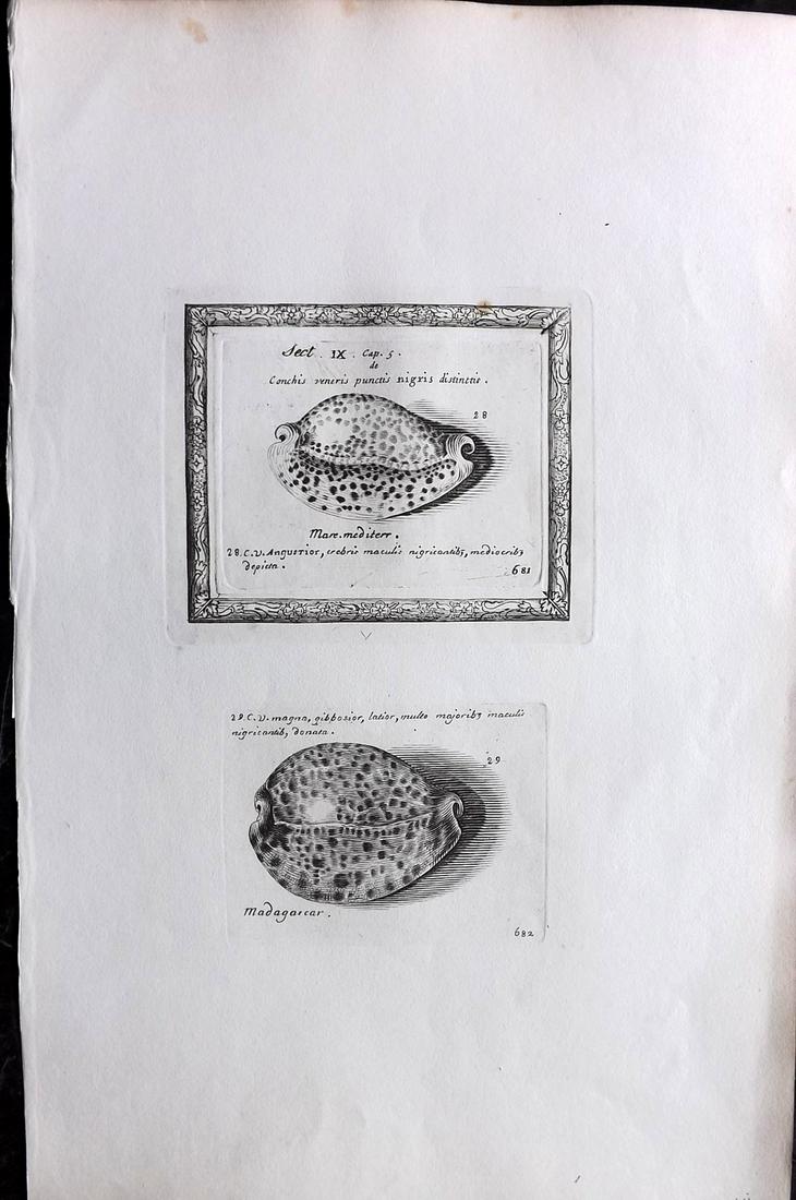 Lister, Martin 1823 Rare Folio Shell Print 681-682: Folio Copper Plate Published 1823, London for "Historia sive synopsis methodica Conchyliorum..." by Martin Lister. Engraved by Susanna and Anna Lister. Rare. Paper Size: 14.5 x 9.5 inch (37 x 24cm) A 