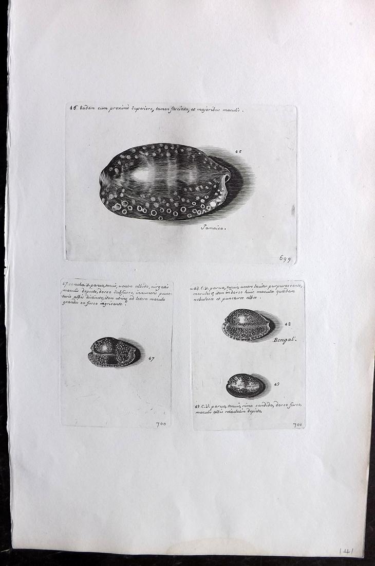 Lister, Martin 1823 Rare Folio Shell Print 699-701: Folio Copper Plate Published 1823, London for "Historia sive synopsis methodica Conchyliorum..." by Martin Lister. Engraved by Susanna and Anna Lister. Rare. Paper Size: 14.5 x 9.5 inch (37 x 24cm) Go