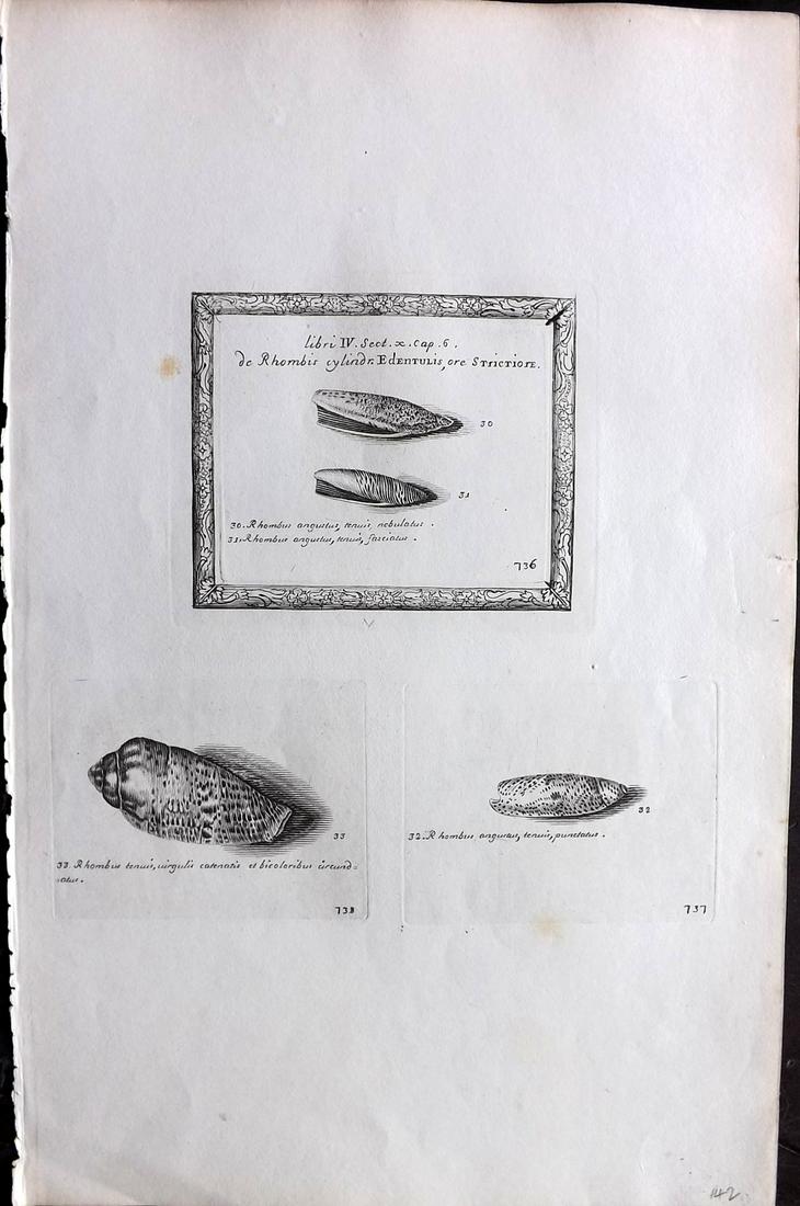 Lister, Martin 1823 Rare Folio Shell Print 736-738: Folio Copper Plate Published 1823, London for "Historia sive synopsis methodica Conchyliorum..." by Martin Lister. Engraved by Susanna and Anna Lister. Rare. Paper Size: 14.5 x 9.5 inch (37 x 24cm) A 