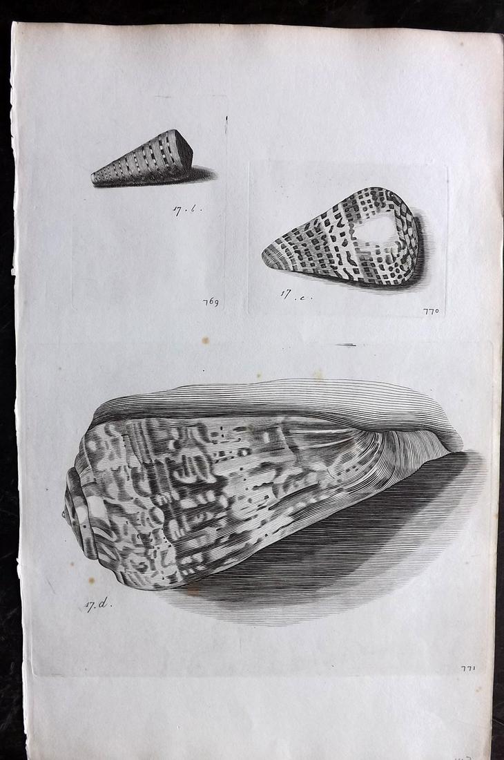 Lister, Martin 1823 Rare Folio Shell Print 769-771: Folio Copper Plate Published 1823, London for "Historia sive synopsis methodica Conchyliorum..." by Martin Lister. Engraved by Susanna and Anna Lister. Rare. Paper Size: 14.5 x 9.5 inch (37 x 24cm) Ve