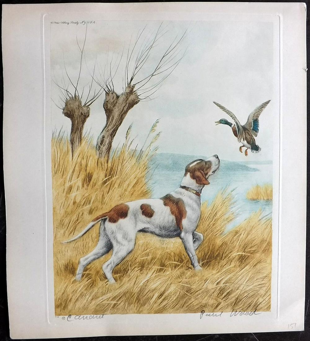 Wood, Paul C1935 Signed Dog Etching. Canard (1 of 2)