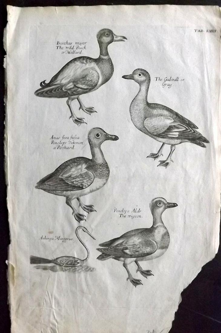 Willughby, Francis 1708 Bird Print Pochard Mallard Duck (1 of 2)